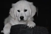 AKC Bear, a male English Cream Golden Retriever for sale in Winder, GA – 4 of 8