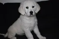 AKC Luna, a female English Cream Golden Retriever for sale in Winder, GA – 4 of 7