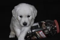 AKC Nala, a female English Cream Golden Retriever for sale in Winder, GA – 2 of 9