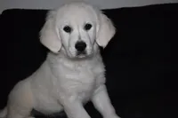AKC Luna, a female English Cream Golden Retriever for sale in Winder, GA – 5 of 7