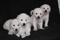 AKC Tucker , a male English Cream Golden Retriever for sale in Winder, GA – 7 of 8