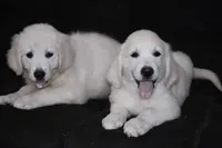 AKC Tucker , a male English Cream Golden Retriever for sale in Winder, GA – 7 of 8