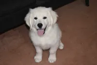 AKC Cooper, a male English Cream Golden Retriever for sale in Winder, GA – 1 of 7