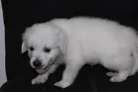 AKC Tucker , a male English Cream Golden Retriever for sale in Winder, GA – 6 of 8