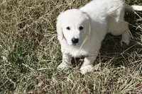 AKC Max , a male English Cream Golden Retriever for sale in Winder, GA – 4 of 9