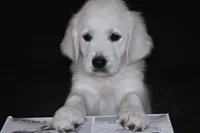 AKC Ruby, a female English Cream Golden Retriever for sale in Winder, GA – 5 of 7