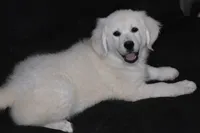 AKC Bear, a male English Cream Golden Retriever for sale in Winder, GA – 5 of 8