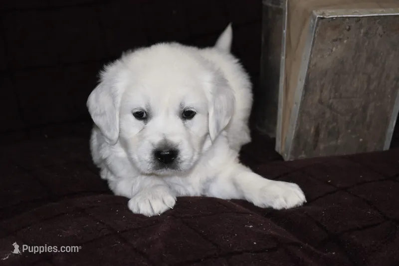 AKC Rocky – English Cream Golden Retriever puppy for sale in Winder, GA