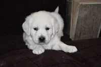 AKC Rocky, a male English Cream Golden Retriever for sale in Winder, GA – Photo 1 of 3