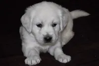 AKC Rocky, a male English Cream Golden Retriever for sale in Winder, GA – Photo 2 of 3