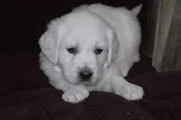 AKC Rocky, a male English Cream Golden Retriever for sale in Winder, GA – Photo 3 of 3