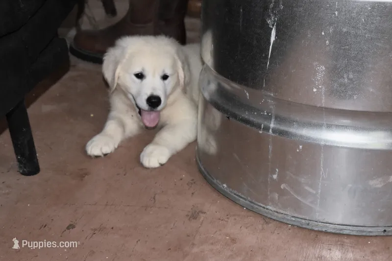 AKC LUNA – English Cream Golden Retriever puppy for sale in Winder, GA