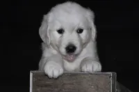 AKC Leo , a male English Cream Golden Retriever for sale in Winder, GA – 2 of 9