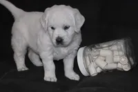 AKC Willow, a female English Cream Golden Retriever for sale in Winder, GA – Photo 2 of 7