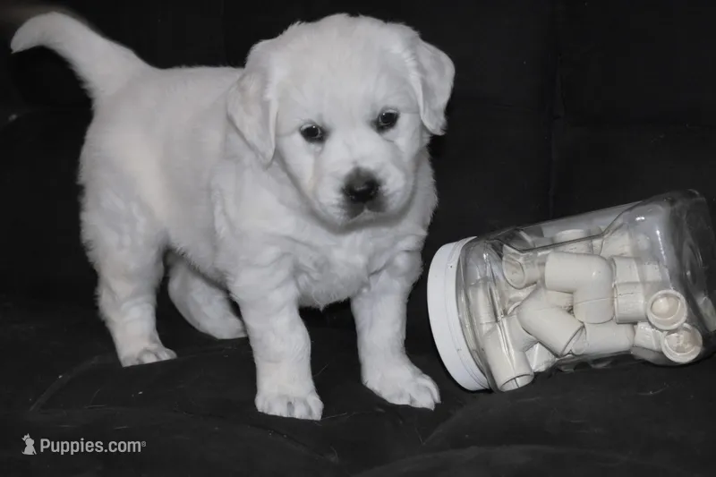 AKC Willow, a female English Cream Golden Retriever for sale in Winder, GA – Photo 1 of 7