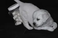 AKC Willow, a female English Cream Golden Retriever for sale in Winder, GA – Photo 7 of 7