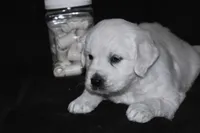 AKC Willow, a female English Cream Golden Retriever for sale in Winder, GA – Photo 4 of 7