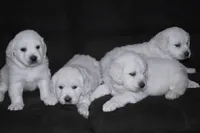 AKC Willow, a female English Cream Golden Retriever for sale in Winder, GA – Photo 6 of 7