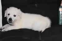 AKC Tucker , a male English Cream Golden Retriever for sale in Winder, GA – 5 of 8