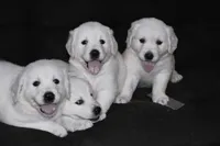 AKC LUNA, a female English Cream Golden Retriever for sale in Winder, GA – 8 of 8