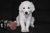 AKC Tucker , a male English Cream Golden Retriever for sale in Winder, GA – 3 of 8