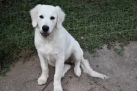 AKC COCO , a female English Cream Golden Retriever for sale in Winder, GA – 7 of 8