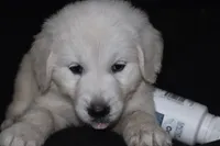 AKC Leo , a male English Cream Golden Retriever for sale in Winder, GA – 2 of 8