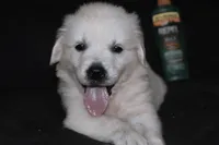AKC Tucker , a male English Cream Golden Retriever for sale in Winder, GA – 4 of 8