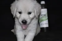 AKC Penny , a female English Cream Golden Retriever for sale in Winder, GA – 4 of 9