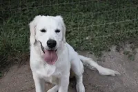 AKC COCO , a female English Cream Golden Retriever for sale in Winder, GA – 2 of 8