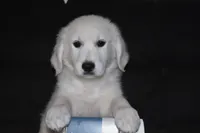 AKC Daisy, a female English Cream Golden Retriever for sale in Winder, GA – 2 of 8