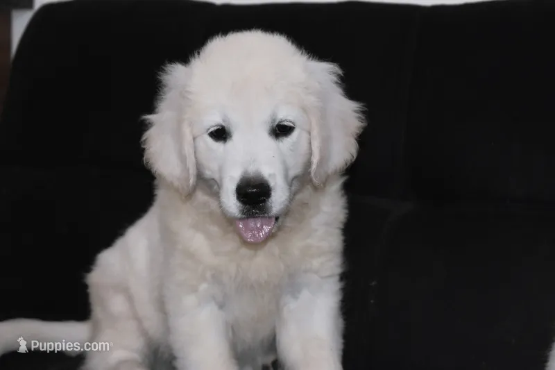 AKC Leo  – English Cream Golden Retriever puppy for sale in Winder, GA