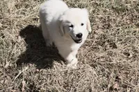 AKC Max , a male English Cream Golden Retriever for sale in Winder, GA – 3 of 9