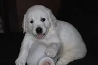 AKC LUNA, a female English Cream Golden Retriever for sale in Winder, GA – 4 of 8