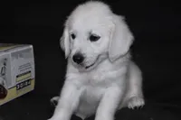 AKC Ruby, a female English Cream Golden Retriever for sale in Winder, GA – 4 of 7