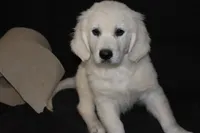 AKC Cooper, a male English Cream Golden Retriever for sale in Winder, GA – 6 of 7