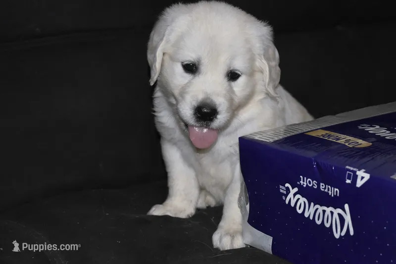 AKC COOPER – English Cream Golden Retriever puppy for sale in Winder, GA