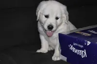 AKC COOPER, a male English Cream Golden Retriever for sale in Winder, GA – 1 of 9