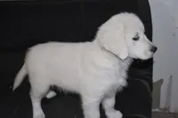 AKC Daisy, a female English Cream Golden Retriever for sale in Winder, GA – 7 of 8