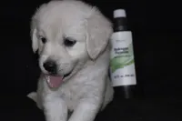 AKC Penny , a female English Cream Golden Retriever for sale in Winder, GA – 3 of 9