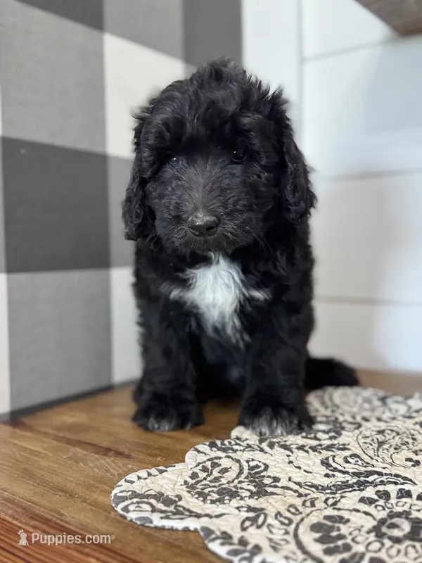 Timmy – Aussiedoodle puppy for sale in Farmersville, TX