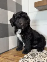 Mickey, a male Aussiedoodle for sale in Farmersville, TX – 1 of 3