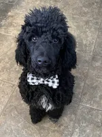 Mickey, a male Aussiedoodle for sale in Farmersville, TX – 3 of 3