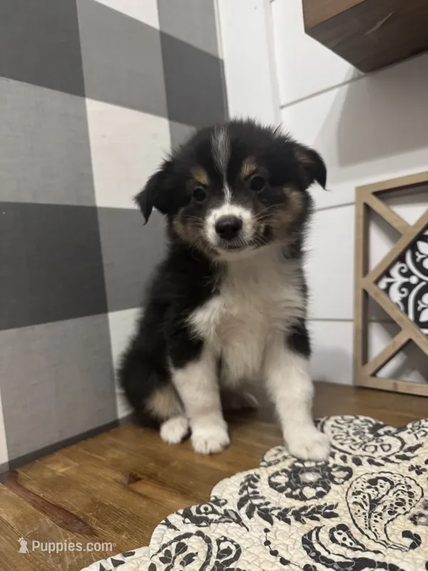Rose – Miniature Australian Shepherd puppy for sale in Farmersville, TX