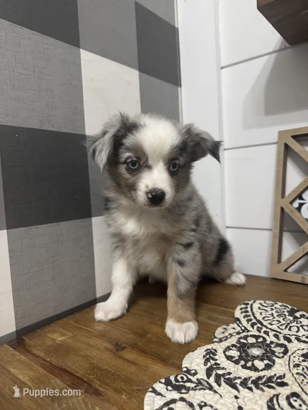 Dorothy – Miniature Australian Shepherd puppy for sale in Farmersville, TX