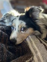 Dorothy, a female Miniature Australian Shepherd for sale in Farmersville, TX – 3 of 3