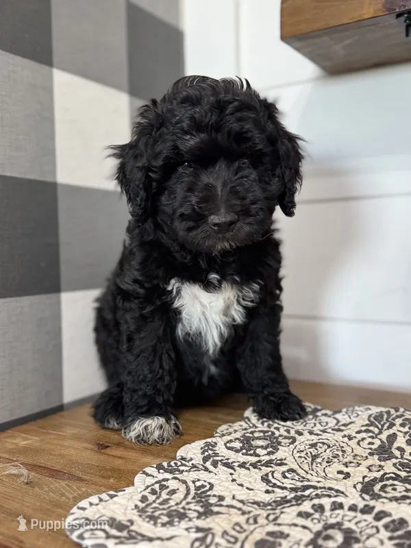Matty – Aussiedoodle puppy for sale in Farmersville, TX