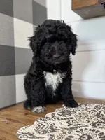 Matty, a male Aussiedoodle for sale in Farmersville, TX – 1 of 3