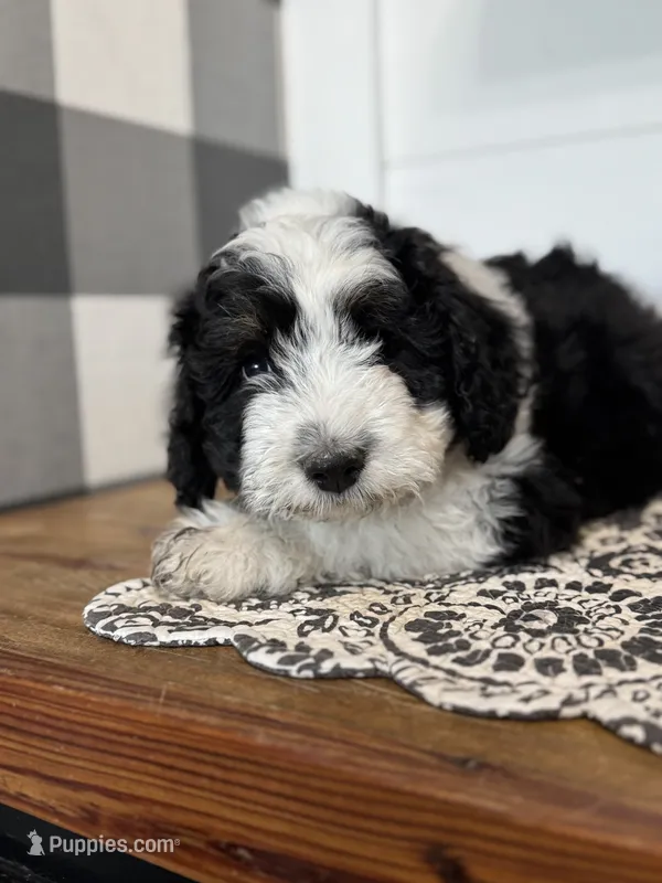 Sully – Aussiedoodle puppy for sale in Farmersville, TX
