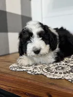 Sully, a male Aussiedoodle for sale in Farmersville, TX – 1 of 3